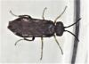 Endelomyia aethiops